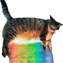 Rainbow Cat - PNG gratuit
