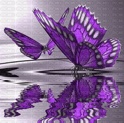 MMarcia gif borboleta lilas - GIF animado grátis