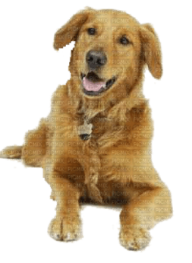 Kaz_Creations Dog Pup - png gratuito