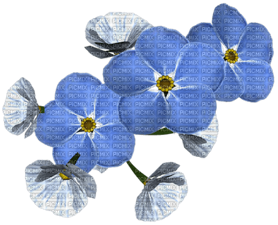 Kwiaty niebieskie - gratis png