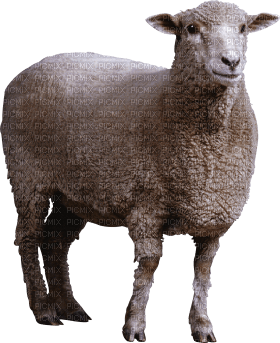 Kaz_Creations Sheep - darmowe png