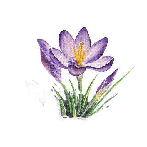 Blumen, Krokus - png gratis