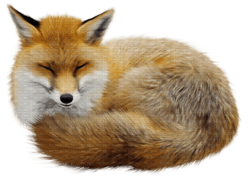 autumn deco kikkapink png fox - PNG gratuit