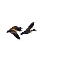 duck katrin - Gratis animerad GIF