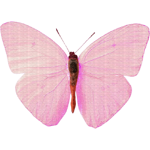 pink butterfly - ingyenes png