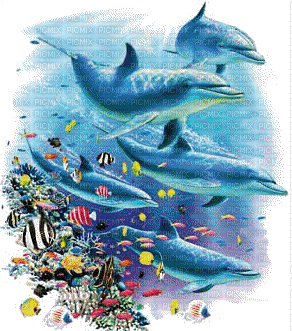 dolphin gif delphin Dauphin - 無料のアニメーション GIF