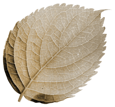 Kaz_Creations Deco  Colours  Leaves Leafs - 免费PNG