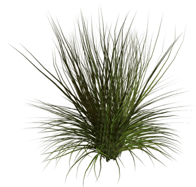 Kaz_Creations Deco Grass Garden - nemokama png