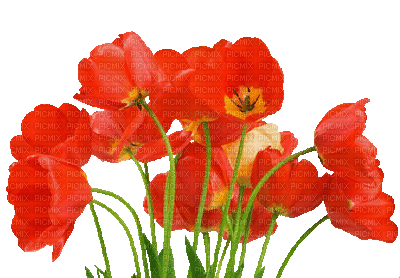 poppy flowers bp - GIF animado gratis