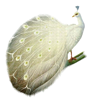 peacock pfau paon bird oiseau vogel tube animal glitter  gif anime animated animation - GIF animé gratuit