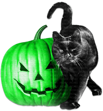 soave halloween deco animals pumpkin cat - фрее пнг