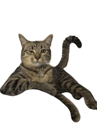 Chat couché - darmowe png