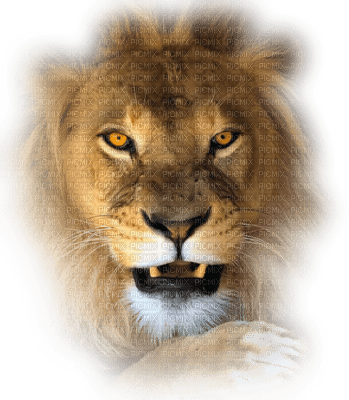 lion - darmowe png