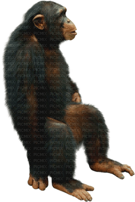 Kaz_Creations Animals Monkey - PNG gratuit