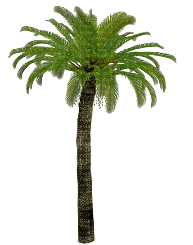 palm by nataliplus - png gratuito
