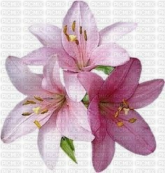 chantalmi fleur mauve rose - PNG gratuit
