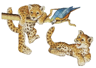 cheetah bp - Animovaný GIF zadarmo