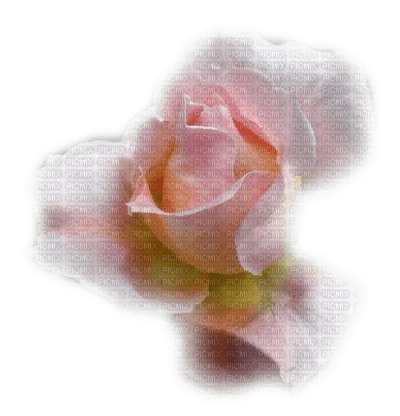 rose - png grátis