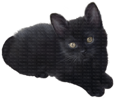 black cat -Nitsa P - PNG gratuit