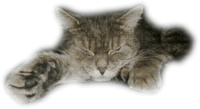 patymirabelle chat - 無料png