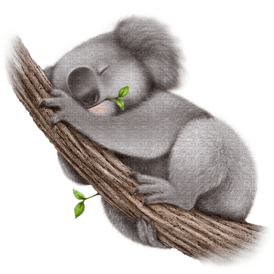 Australia animals koala bp - gratis png