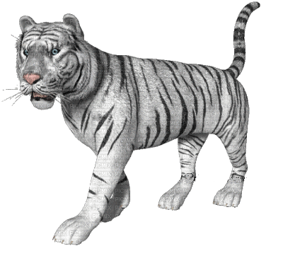 tigre - Besplatni animirani GIF