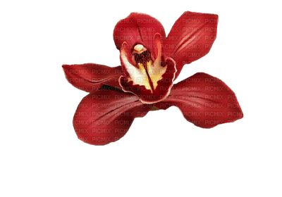 Kaz_Creations Deco Flower - kostenlos png