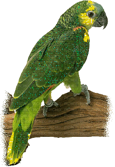 Kaz_Creations  Birds Bird Parrot - Ilmainen animoitu GIF