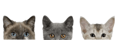 Kaz_Creations Cat Kitten Cats - PNG gratuit