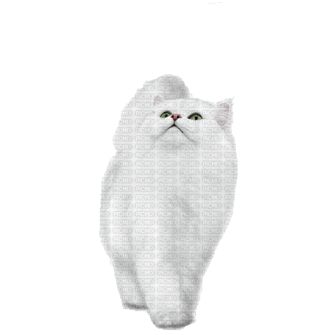 Cat.Chat.Gato.white.Gif.Victoriabea - GIF animate gratis