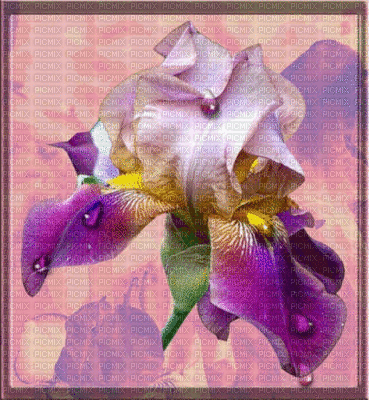 cecily-fond décor crea animée iris - Δωρεάν κινούμενο GIF