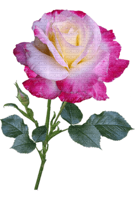 kukka, flower, fleur, ruusu, rose - безплатен png