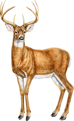 Cerf.s - Free PNG