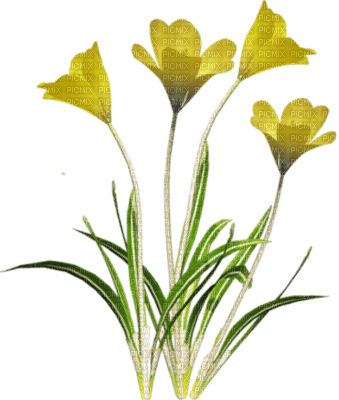 fleurs jaunes - png ฟรี