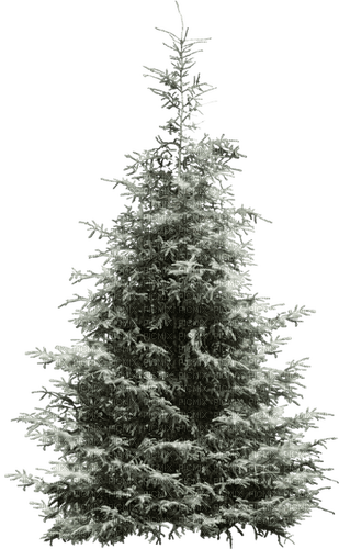 Arbre.Tree.Pine.Winter.Victoriabea - ücretsiz png