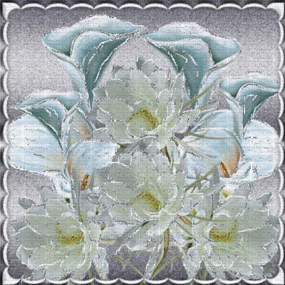 white rose - Free animated GIF