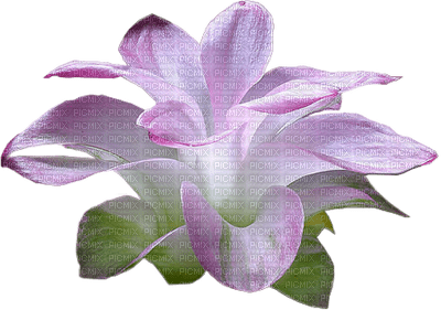 Flowers purple bp - ilmainen png