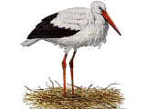 bird-3-NitsaPap - 無料のアニメーション GIF