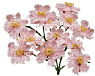 fleurs - GIF animé gratuit