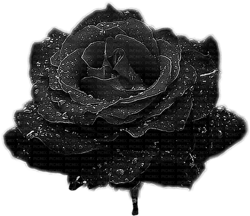black rose Bb2 - png gratuito