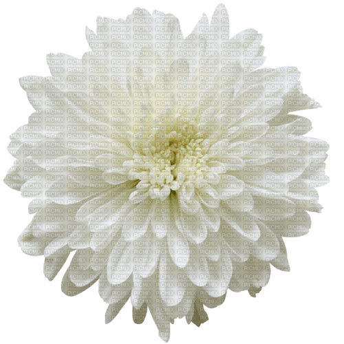 dolceluna deco flower spring summer white - besplatni png