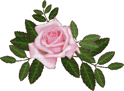 patymirabelle fleurs une rose - GIF เคลื่อนไหวฟรี