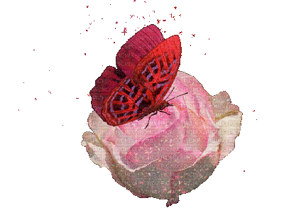 rose rose.Cheyenne63 - Zdarma animovaný GIF
