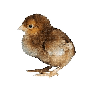 chick chicken - безплатен png