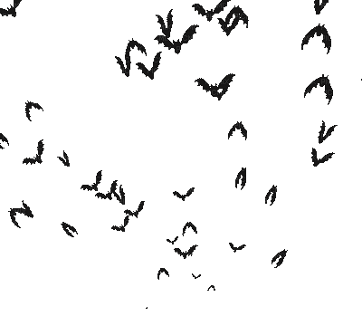birds anastasia - Nemokamas animacinis gif