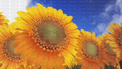 FLOWERS - Nemokamas animacinis gif