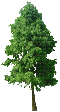 Baum - Безплатен анимиран GIF