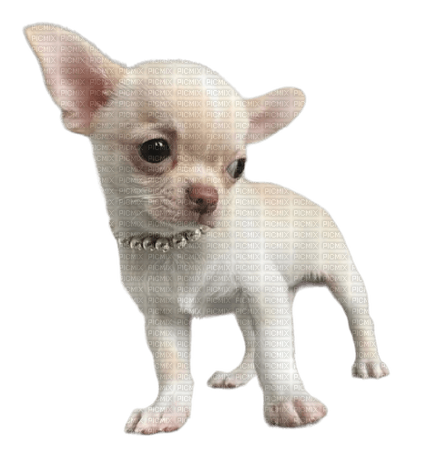 Chihuahua - 無料png