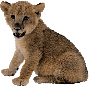 minou-lion-baby-animal - besplatni png