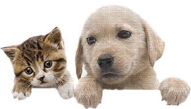dog with cat bp - Free PNG